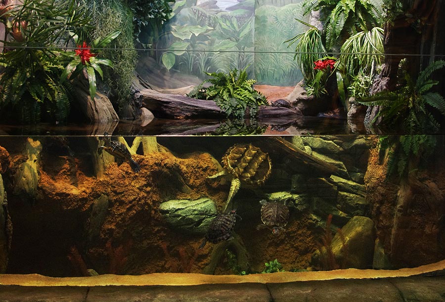 Вольер с грифовой черепахой и игуанами в экспозиции "Джунгли"