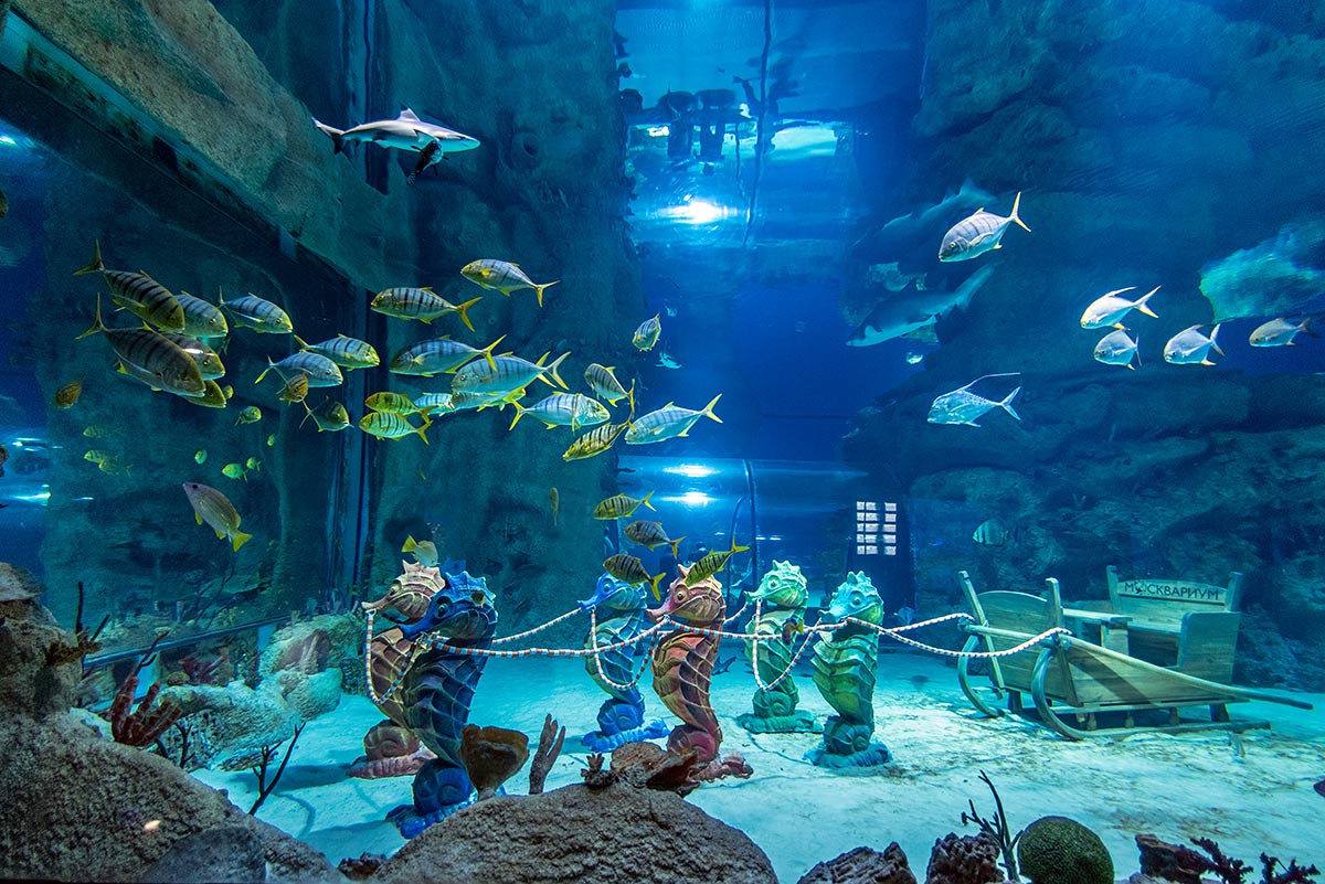 Москва аквариум на вднх фото